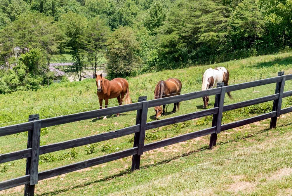 Brasstown Valley Resort & Spa Young Harris 외부 사진